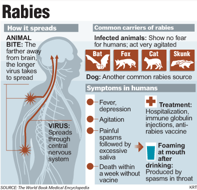 Symptoms of rabies in humans from hot sale dog bite